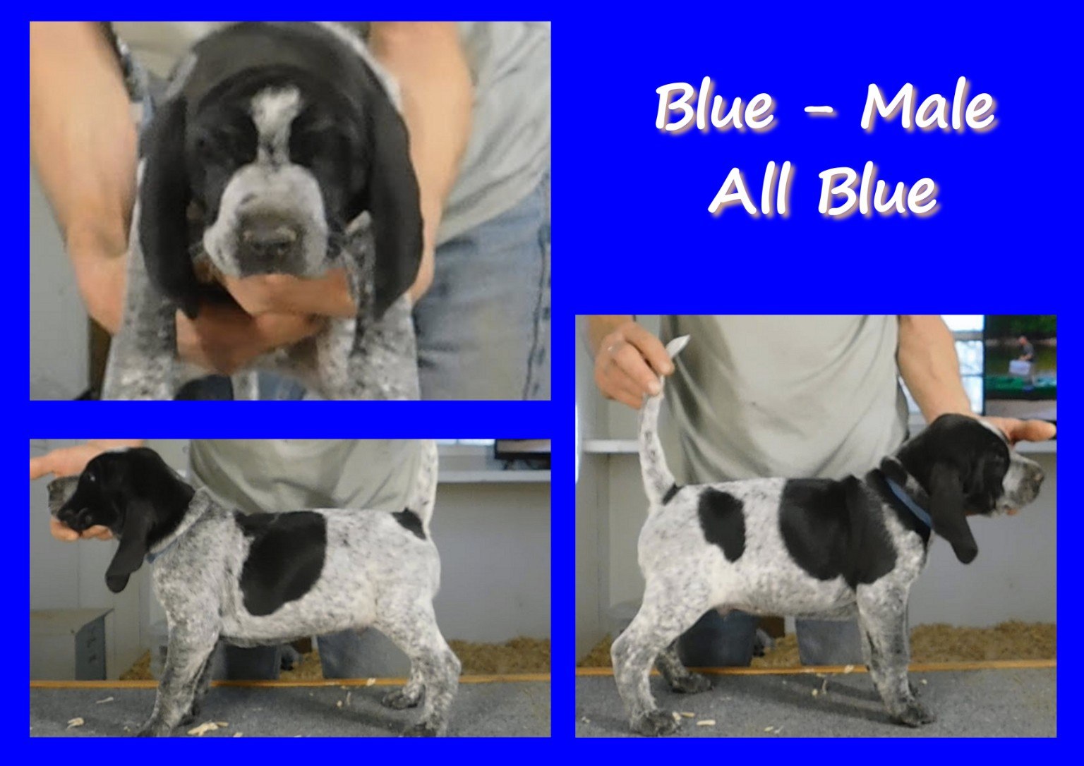 Blue male puppy evaluation