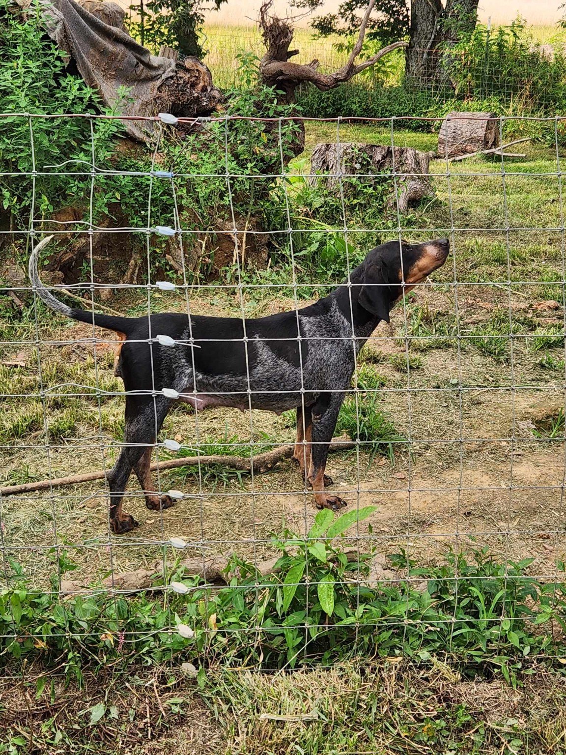 Bluegrass Bluetick outdoors behind a fence