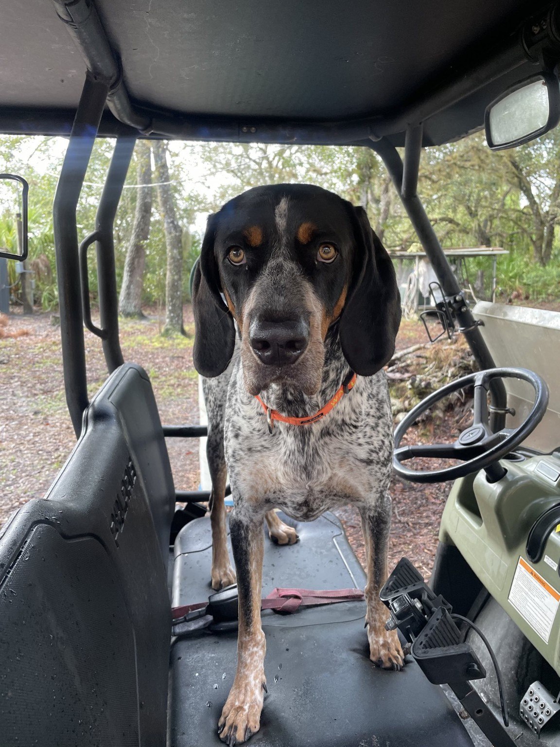 Bluegrass Bluetick riding in a utility vehicle