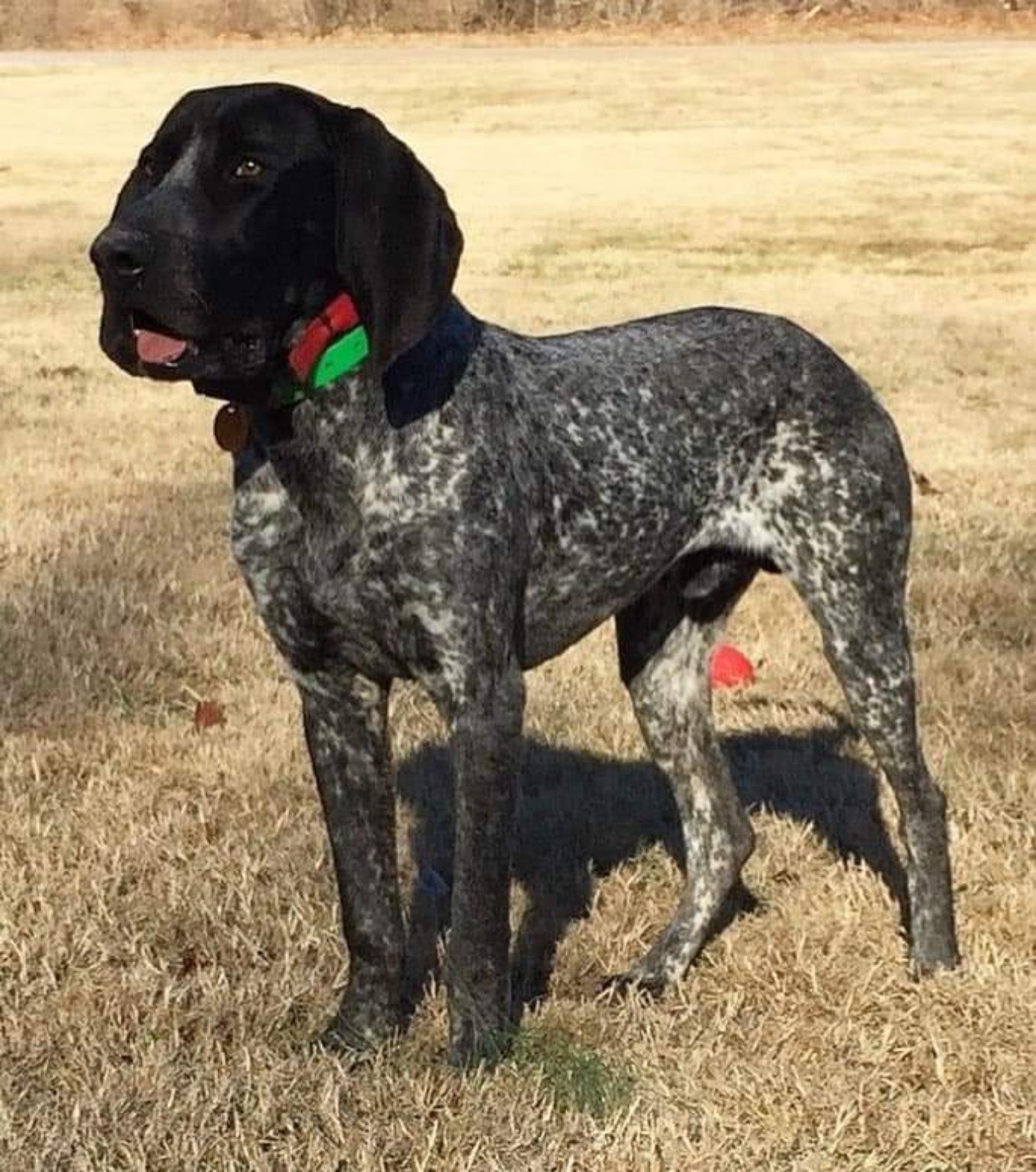 Bluegrass Bluetick standing outdoors